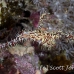 pipefish_ghost_ornate_dae_ni_h_0828_egy0971.jpg